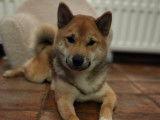 Jeune femelle Shiba Inu à vendre