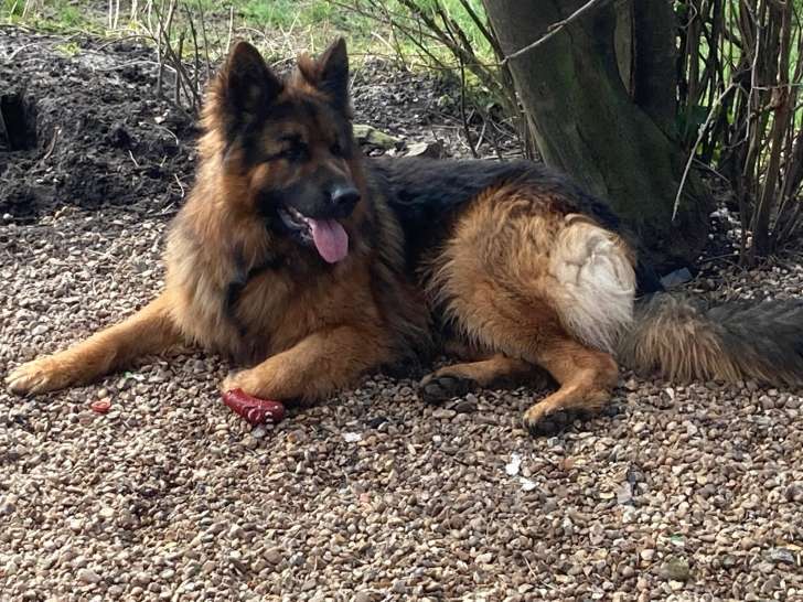 Mâle Berger Allemand à Poil Long disponible pour saillie