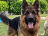 Mâle Berger Allemand à Poil Long disponible pour saillie