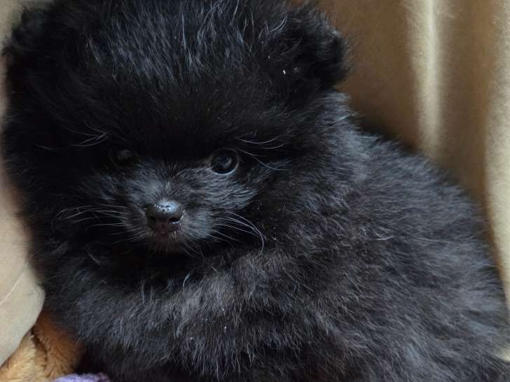 Dans leur panier de transport