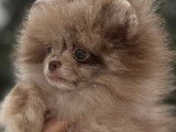 Chiot de race Loulou de Poméranie femelle à vendre