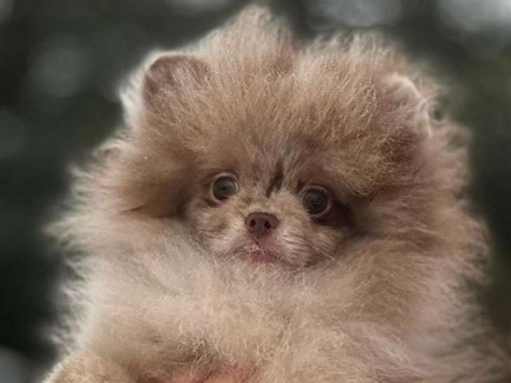 Chiot de race Loulou de Poméranie femelle à vendre