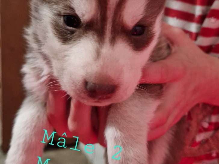 Chiots Husky de Sibérie à vendre