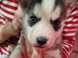 Chiots Husky de Sibérie à vendre
