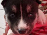 Chiots Husky de Sibérie à vendre