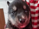 Chiots Husky de Sibérie à vendre