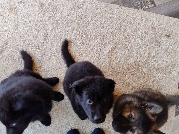 Chiots de race Berger Allemand à Poil Long à vendre (3 femelles & 1 mâle)