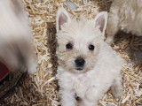 Chiots de race West Highland White Terrier à vendre (3 femelles & 2 mâles)