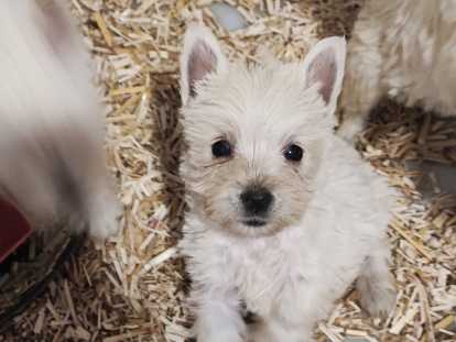 Chiots de race West Highland White Terrier à vendre (3 femelles & 2 mâles)