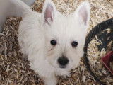 Chiots de race West Highland White Terrier à vendre (3 femelles & 2 mâles)