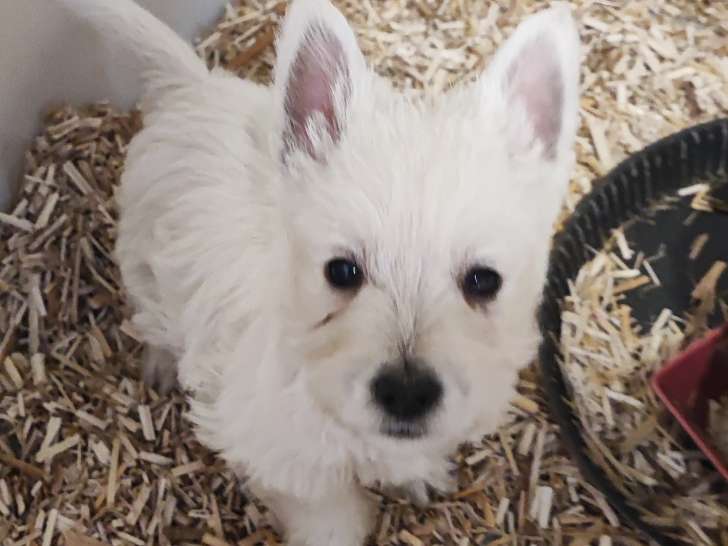 Chiots de race West Highland White Terrier à vendre (3 femelles & 2 mâles)