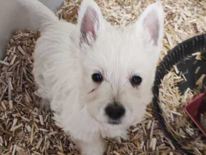 Chiots de race West Highland White Terrier à vendre (3 femelles & 2 mâles)