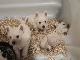 Chiots de race West Highland White Terrier à vendre (3 femelles & 2 mâles)