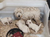 Chiots de race West Highland White Terrier à vendre (3 femelles & 2 mâles)