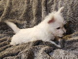 Chiots de race West Highland White Terrier à vendre (3 femelles & 2 mâles)