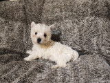 Chiots de race West Highland White Terrier à vendre (3 femelles & 2 mâles)