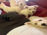 Chiots de race West Highland White Terrier à vendre (3 femelles & 2 mâles)