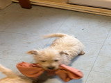 Chiots de race West Highland White Terrier à vendre (3 femelles & 2 mâles)