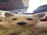 Chiots de race West Highland White Terrier à vendre (3 femelles & 2 mâles)