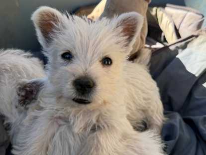Chiots de race West Highland White Terrier à vendre (3 femelles & 2 mâles)