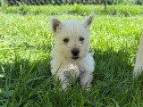 Chiots de race West Highland White Terrier à vendre (3 femelles & 2 mâles)