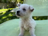 Chiots de race West Highland White Terrier à vendre (3 femelles & 2 mâles)