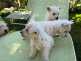 Chiots de race West Highland White Terrier à vendre (3 femelles & 2 mâles)