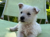 Chiots de race West Highland White Terrier à vendre (3 femelles & 2 mâles)