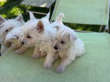 Chiots de race West Highland White Terrier à vendre (3 femelles & 2 mâles)
