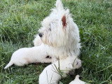 Chiots de race West Highland White Terrier à vendre (3 femelles & 2 mâles)