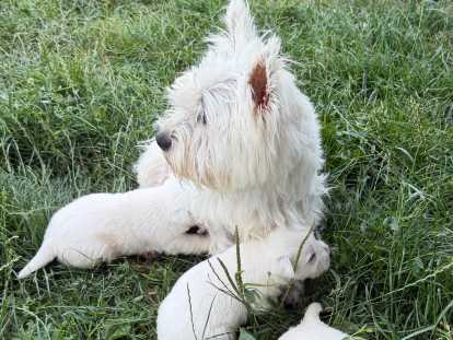 Chiots de race West Highland White Terrier à vendre (3 femelles & 2 mâles)