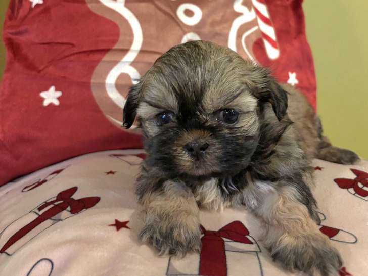 Adorables chiots Shih Tzu à vendre