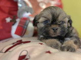 Adorables chiots Shih Tzu à vendre