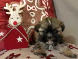 Adorables chiots Shih Tzu à vendre