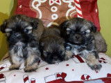 Adorables chiots Shih Tzu à vendre