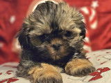 Adorables chiots Shih Tzu à vendre