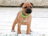 Chiot mâle Staffie LOF à vendre