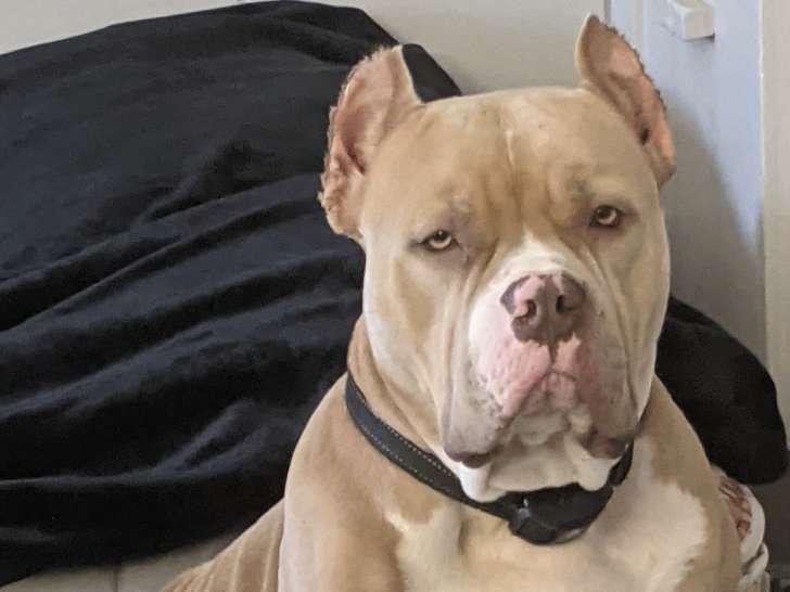 Femelle American Bully à vendre