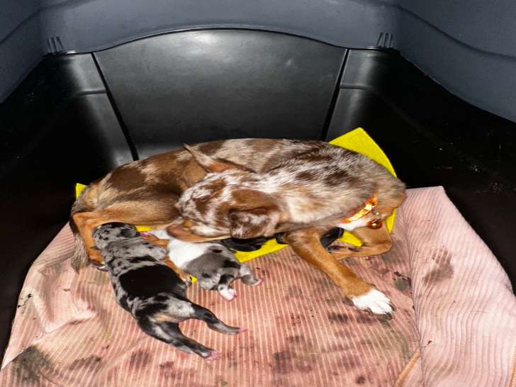 Maman & ses deux p’tites