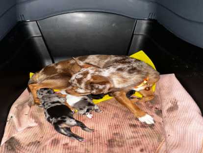 Maman & ses deux p&rsquo;tites