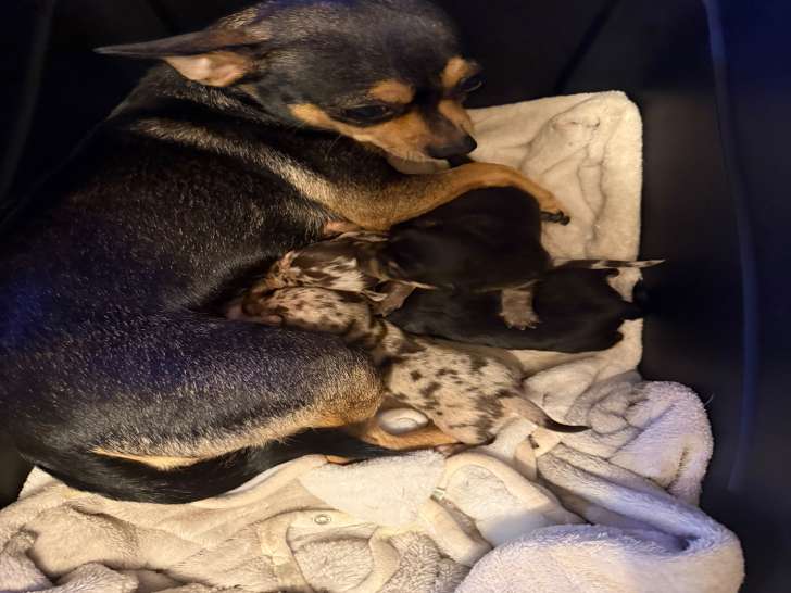 Maman avec ses p’tites & son p’tit