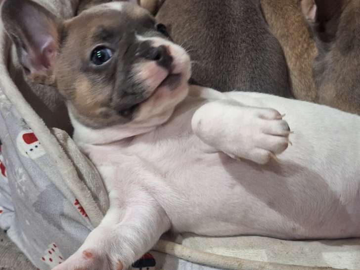 Femelle Bouledogue Français exotique caille bleu à vendre