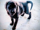 Chiot femelle Labrador Retriever à vendre