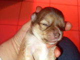 Chiot Chihuahua à réserver