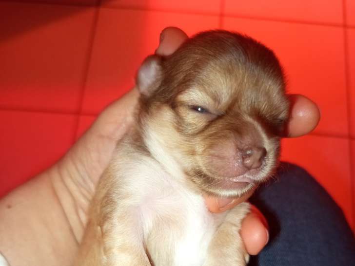 Chiot Chihuahua à réserver