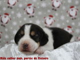 Chiots Beagle LOF à vendre