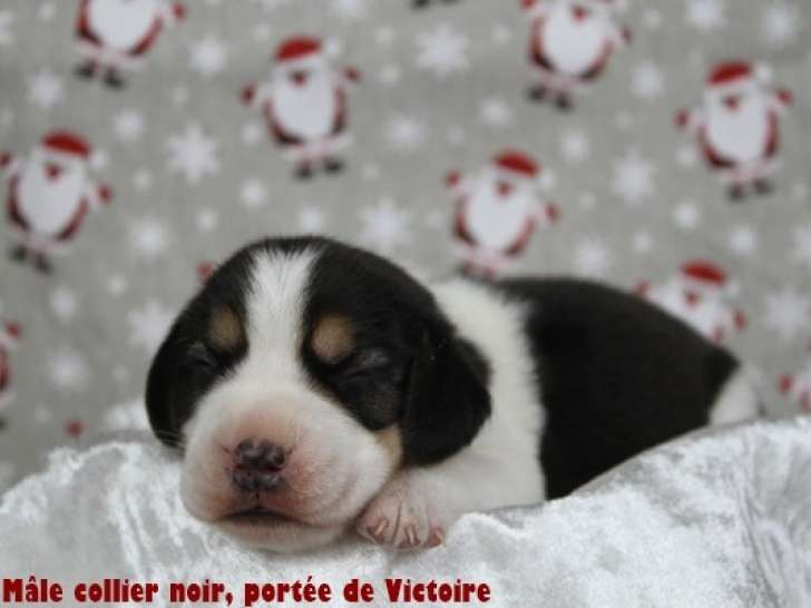 Chiots Beagle LOF à vendre