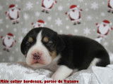 Chiots Beagle LOF à vendre
