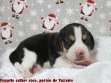 Chiots Beagle LOF à vendre