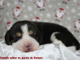Chiots Beagle LOF à vendre